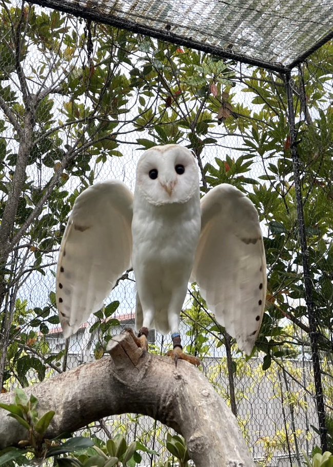 周南市徳山動物園(公式) tweet media