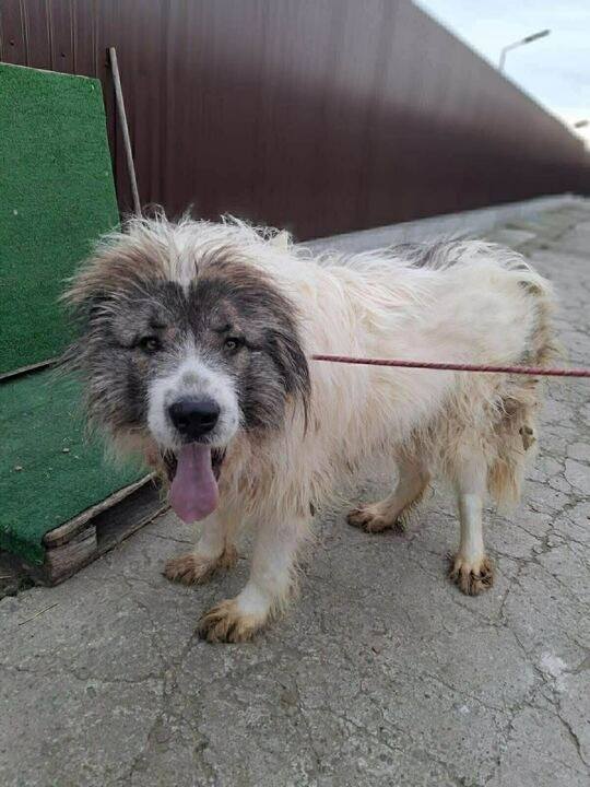 Pawprints to Freedom Rescue🐾 tweet media