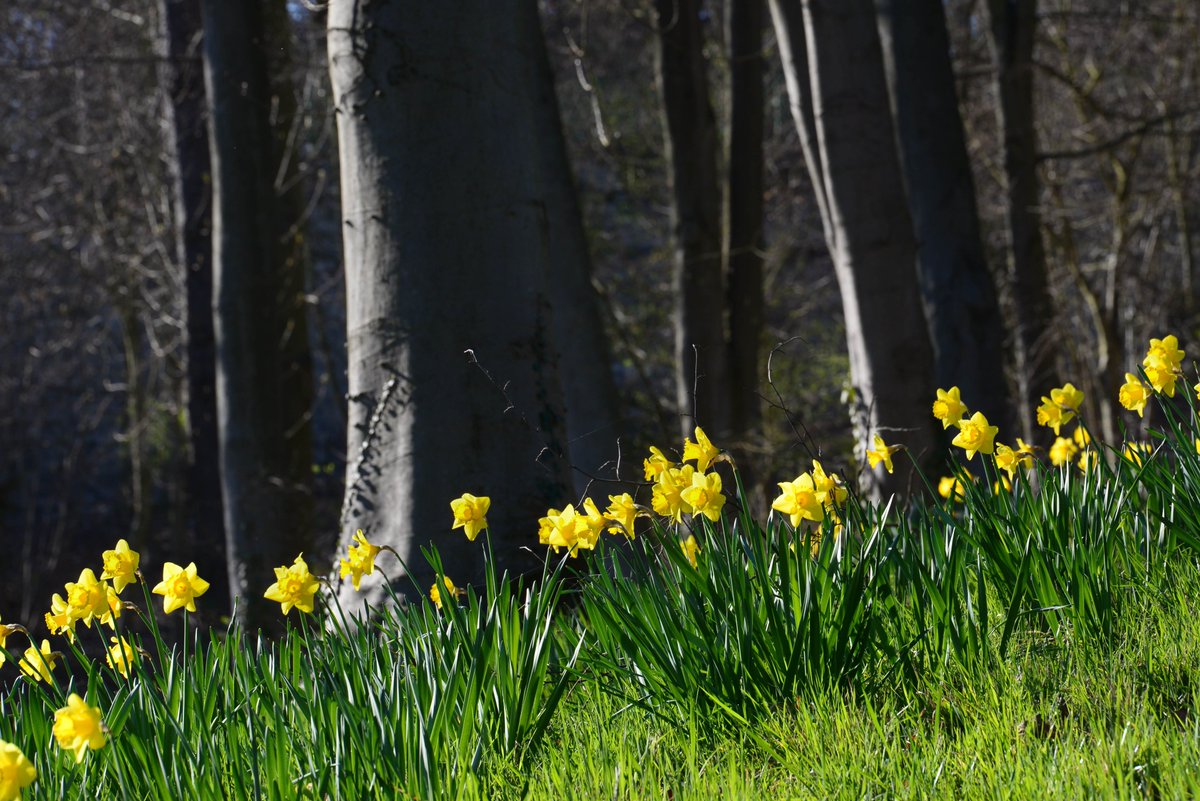 kankan_0310's tweet image. Show me your spring flowers 🌸

Another beautiful symbol of spring！
#SpringFlowers