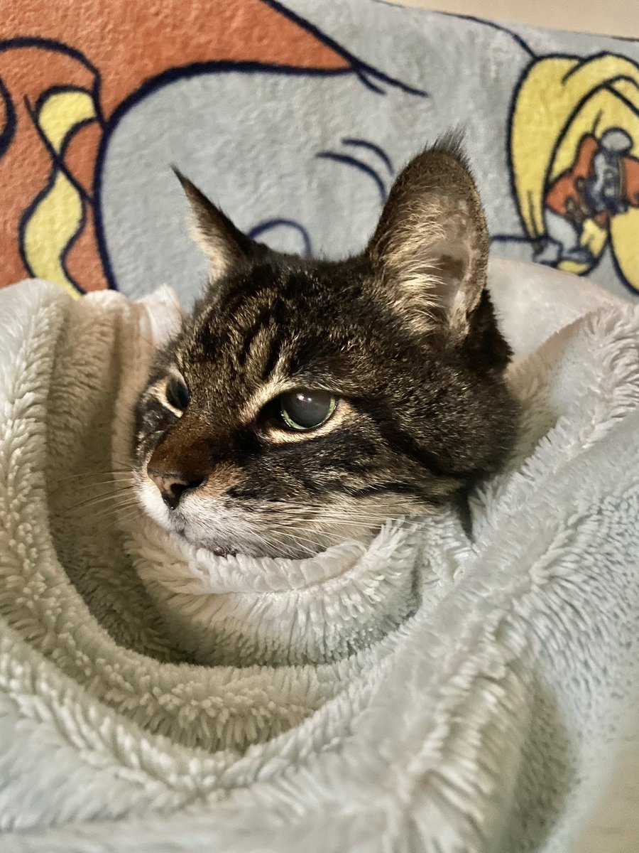 Akanekoume's tweet photo. ぱうひろが年中ワオワオ文句を言うようになった
Pauhiro keeps whining all the time now.
#ぱうひろ #猫 #老猫 #oldcat #ねこ #ネコ #トラネコ #とらねこ #キジトラ #cat #tabby #tabbycat #striped #photography #写真 #Pauhiro https://t.co/Jtukx5MqLX