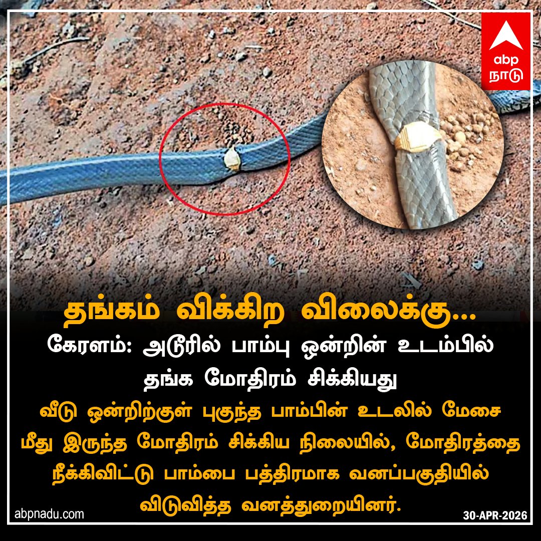abpnadu's tweet image. கேரளம்: அடூரில் பாம்பு ஒன்றின் உடம்பில் தங்க மோதிரம் சிக்கியது..

abpnadu.com| #Kerala #Snake #GoldRing #ABPNADU