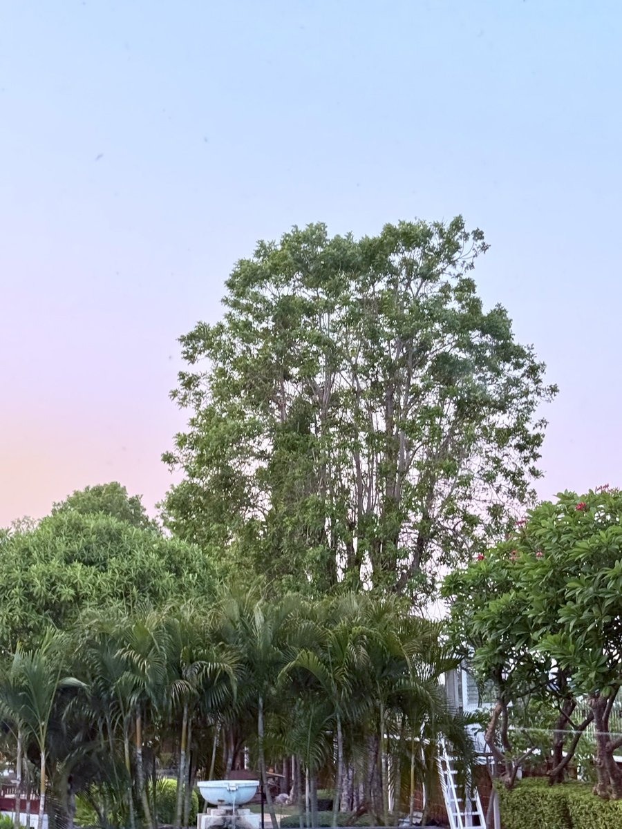 หวังเพียงแค่เติบใหญ่เป็นรากฐาน
คอยเป็นบ้านพักพิงเมื่อบั้นปลาย~🌳
