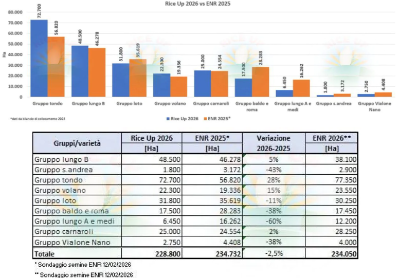 mkt_intl's tweet image. #EU🇪🇺 #Italy🇮🇹 According to a survey by RiceUp, total #rice🍚areas in 2026 will decrease vs 2025 (-2.5%), as the increases for Long B and Round rice⬆️ do not compensate for the decreases in Long A and Medium varieties⬇️

risoitaliano.eu/varieta-riso-l…