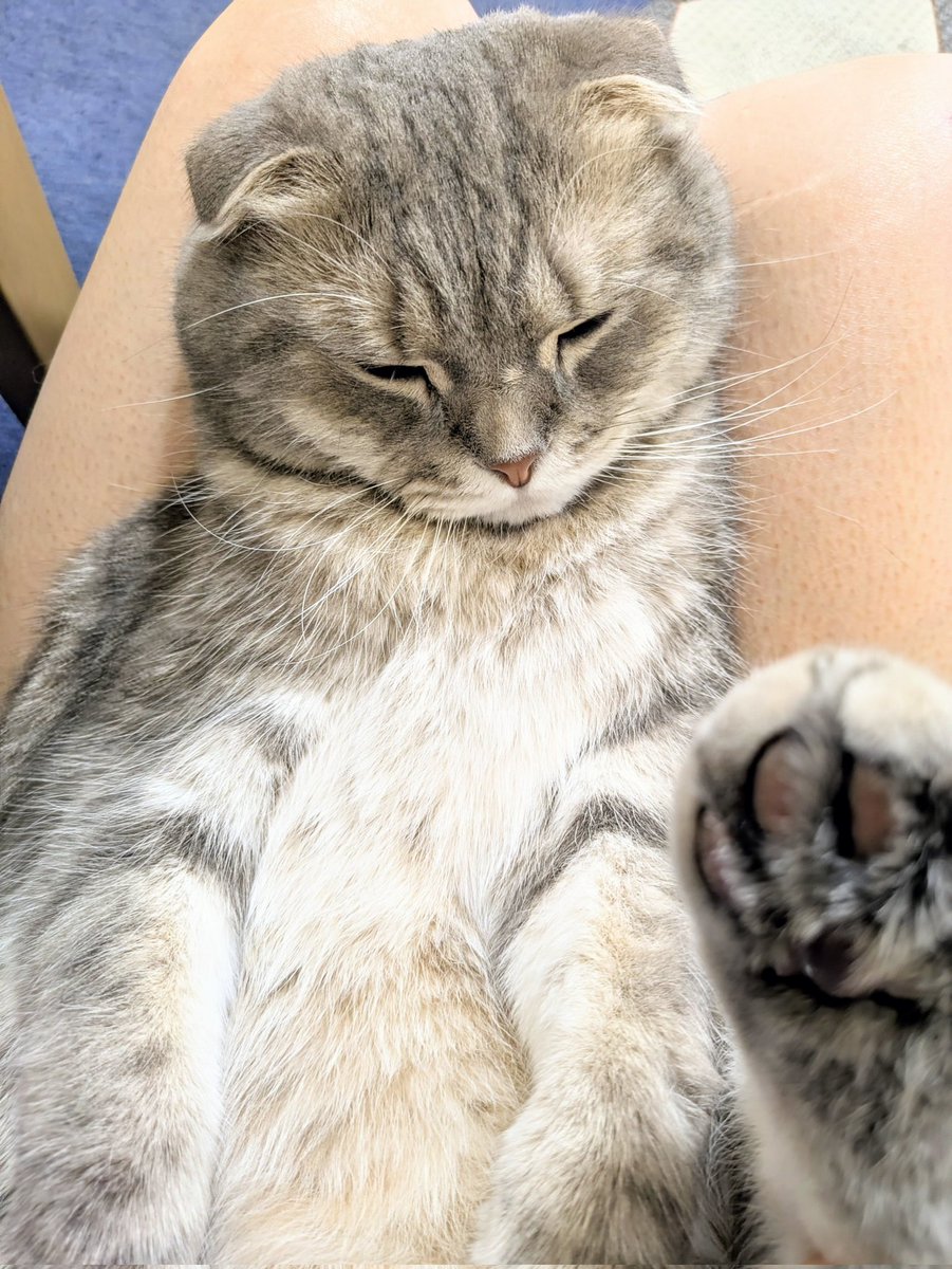 猫まんま
