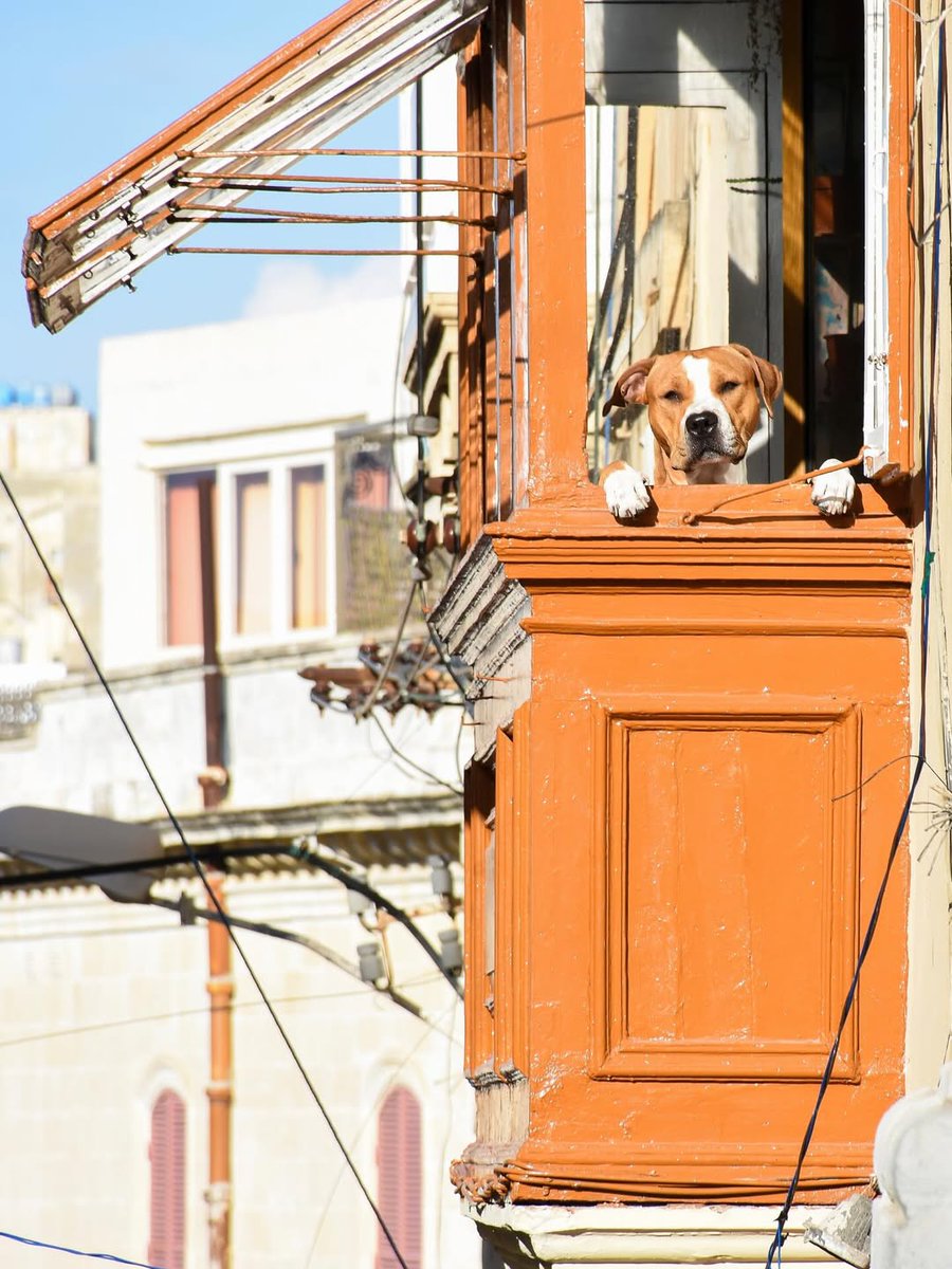 VisitMalta's tweet image. Malta’s cutest lookout 🧡🐶 [📸 bit.ly/4vBMqG7]
#VisitMalta #Malta #Exploremore #picoftheday