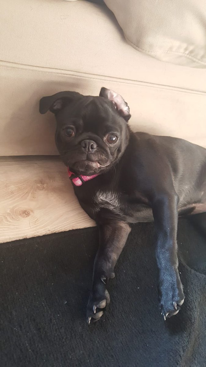 ThePugFather tweet media