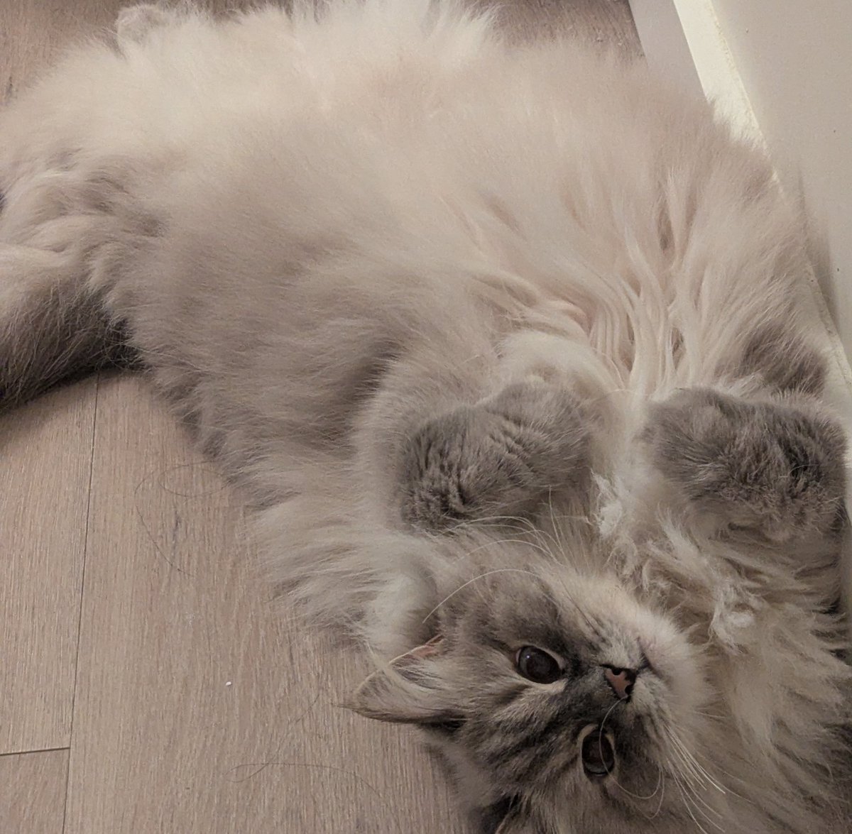 Toast (@proofingtoast) on Twitter photo 