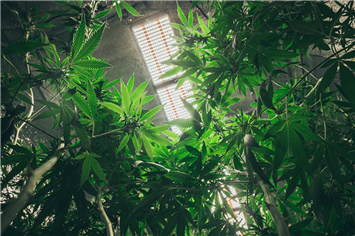 AllPennyStocks's tweet image. US Cannabis Major Reports $208M Q1 Revenue and Initiates $20M Buyback $VRNO VRNO #cannabis #hotstock #pennystock allpennystocks.com/specialReports…