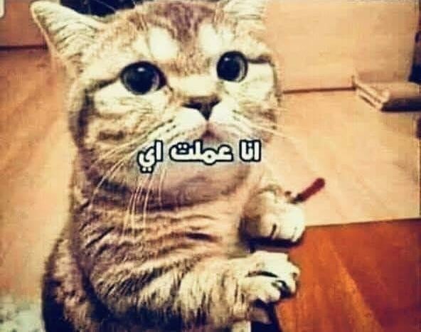 Not Lucifer/مش إِبْلِيسَ tweet media