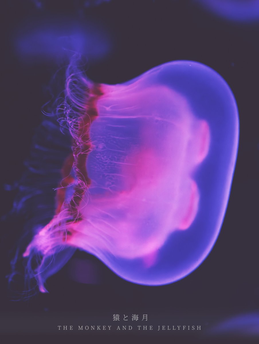 tapioka_camera's tweet photo. More Jellyfish https://t.co/hx6RSrfTOr