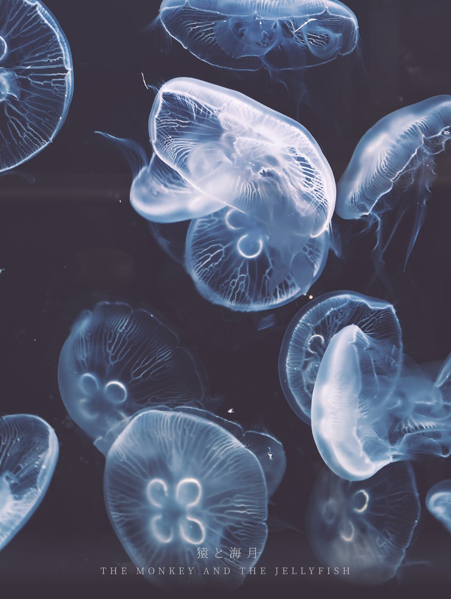 tapioka_camera's tweet photo. More Jellyfish https://t.co/hx6RSrfTOr