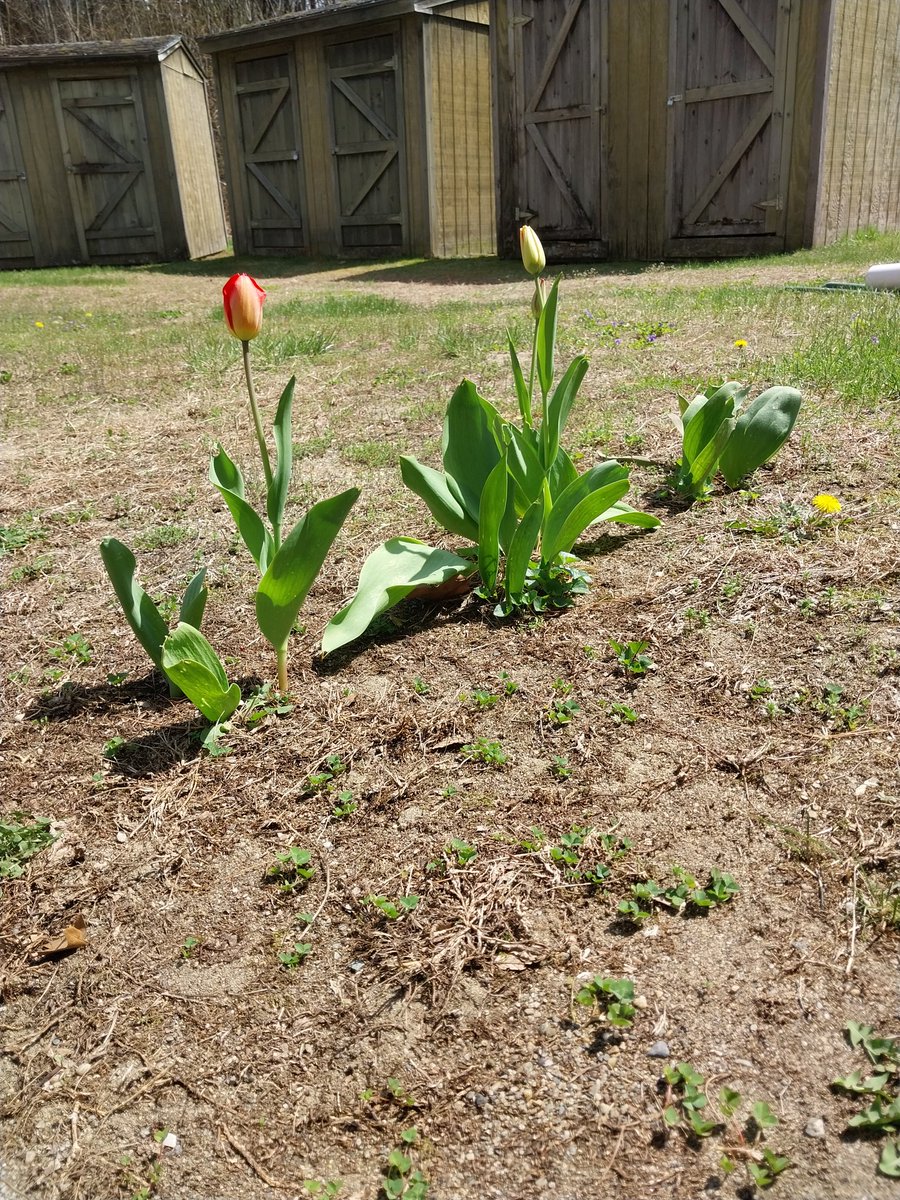 Dandeliondirtrd's tweet image. @WasilenkoAlex .@HaleyBouleyWX @BoYeePoon2 
Tulips in the backyard.  #Colchester #Vermont