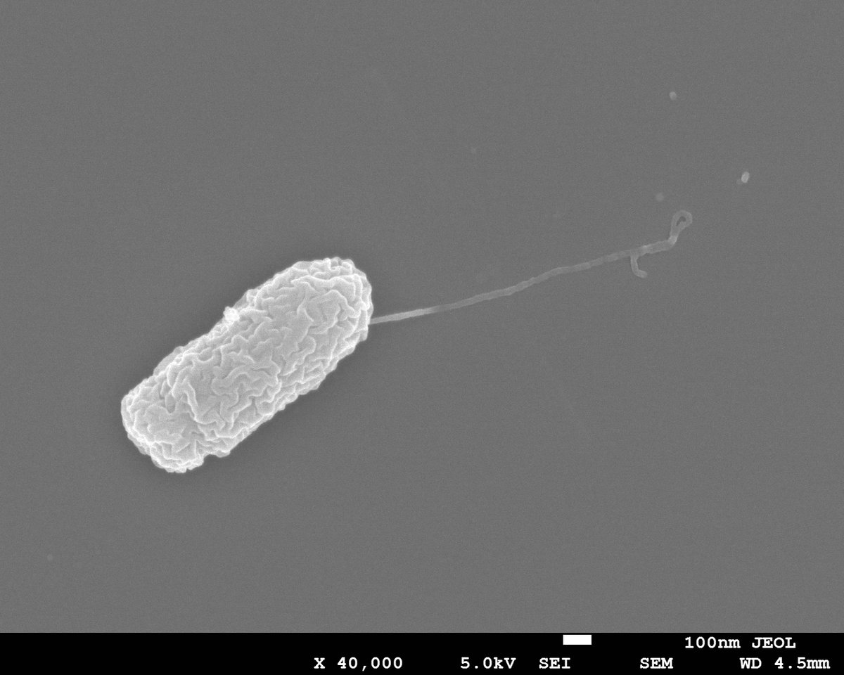 MSU Microbiology, Genetics, & Immunology tweet media