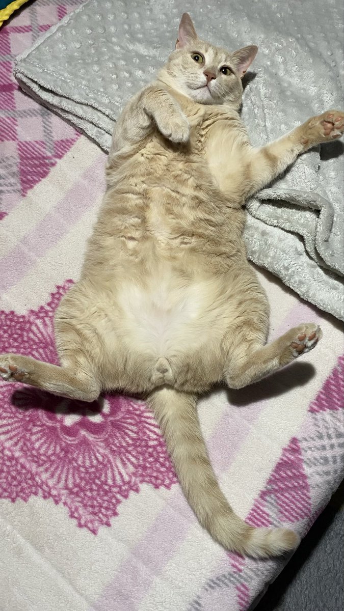 😺 tweet media