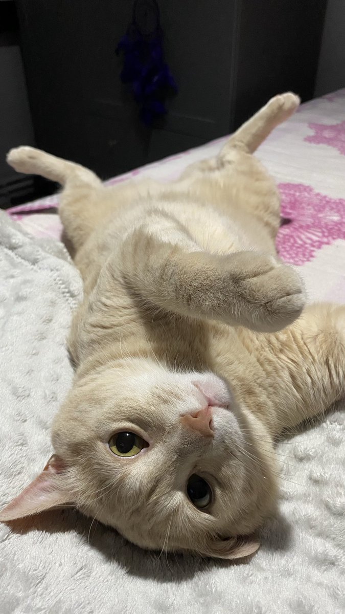 😺 tweet media