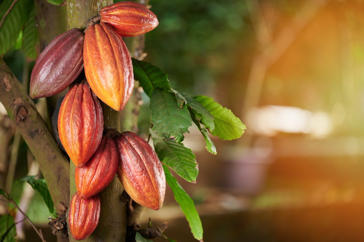 XTBLatam's tweet image. 📈El #cacao en ICE (COCOA) están subiendo más de un 4% hoy. 

Pero ojo, los titulares recientes del Banco Mundial que sugieren un colapso del 50% en los precios del cacao en 2026.
