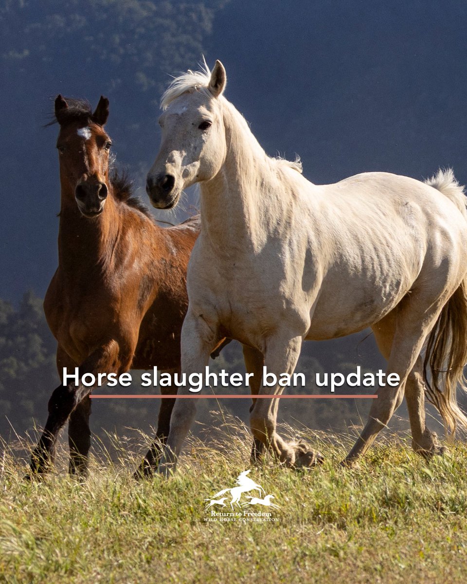 🧵 We’re disappointed to report that a bipartisan amendment led Reps. Buchanan (FL) and Schakowsky (IL) that would have placed horse slaughter ban language in the Farm Bill fell victim did not advance past the House Rules Committee. The House passed the Farm Bill this morning. ⬇️