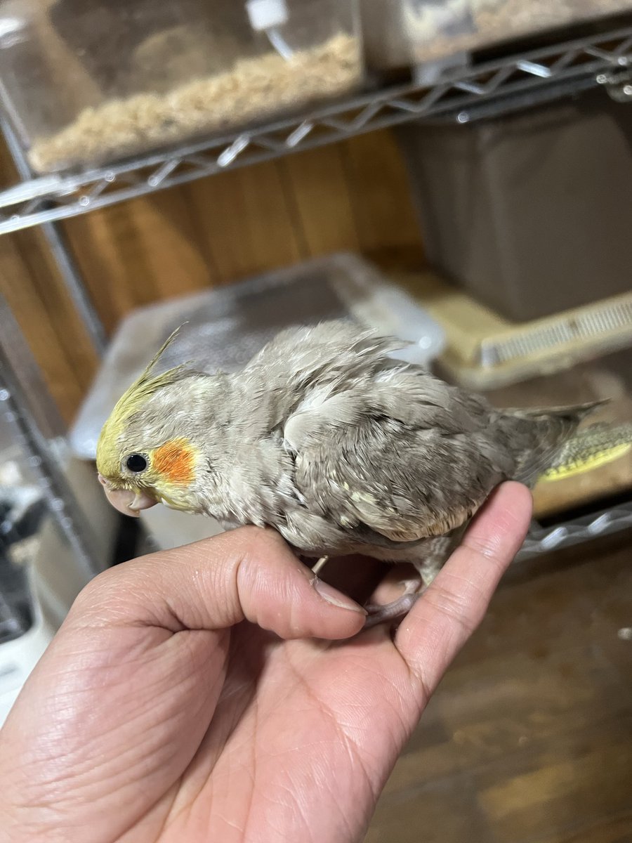 インコがかわいすぎる！！