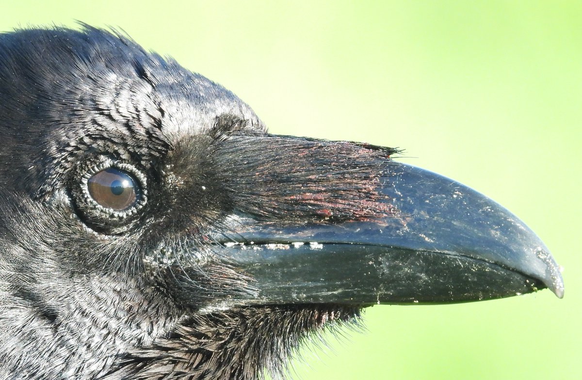MarburyBirds tweet media