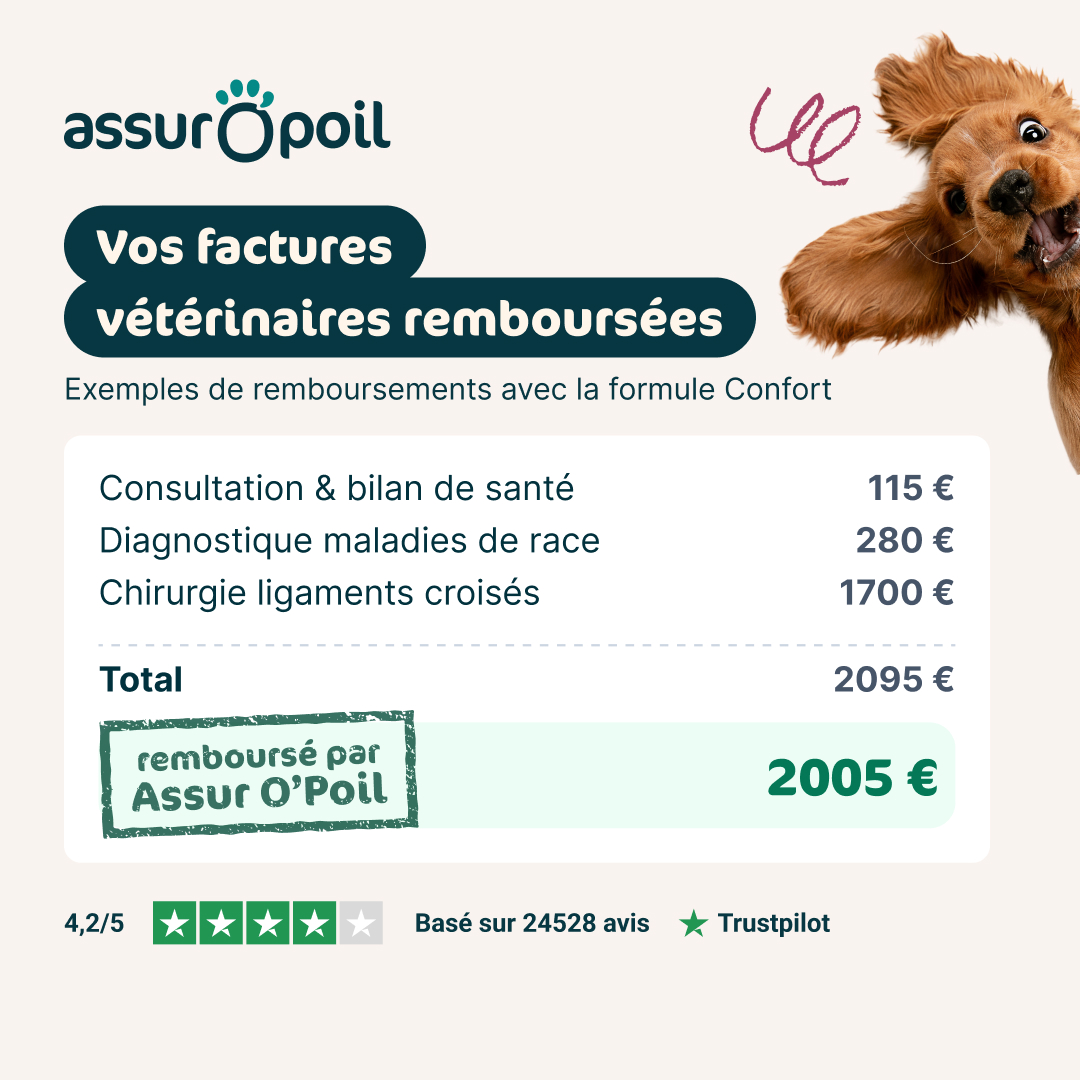 Facture véto : 2095 €.
Remboursé par Assur O'Poil : 2005 €. 🐾
Une chirurgie des ligaments croisés ne devrait jamais être un choix budgétaire.
⭐ 4,2/5 sur Trustpilot (24 528 avis)
Devis en 2 min : bit.ly/4dehbJY
#AssurOPoil