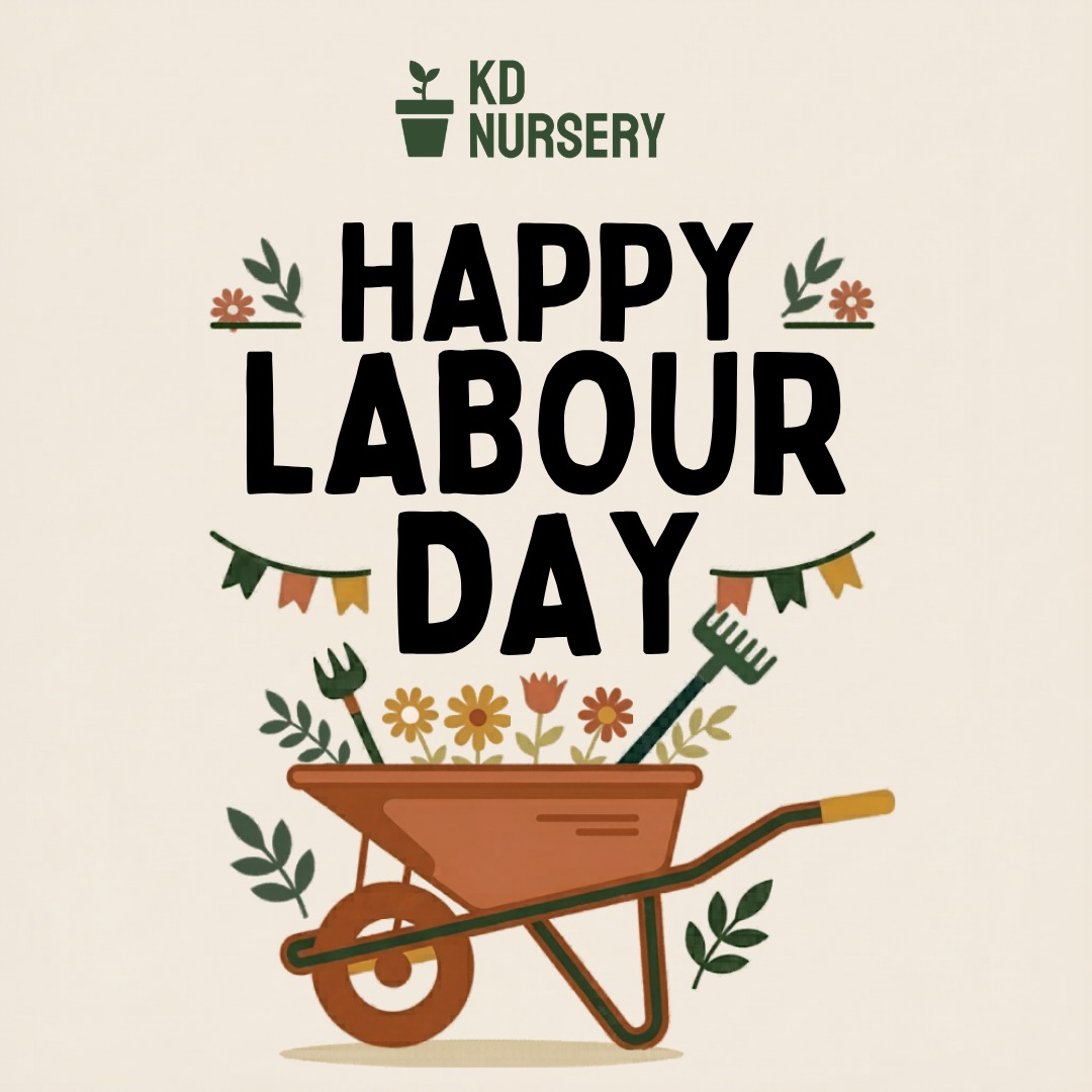 kd_nursery's tweet photo. 🌱 Growth is not magic, it’s effort.
This International Labour Day, we recognize the people who turn effort into progress.
Your work matters more than you know.
#GlobalWorkers #EqualityAtWork #MayDay2026 #SupportWorkers #WorkforceUnity #RespectLabor #KDNursery https://t.co/CezpQ6dkeW
