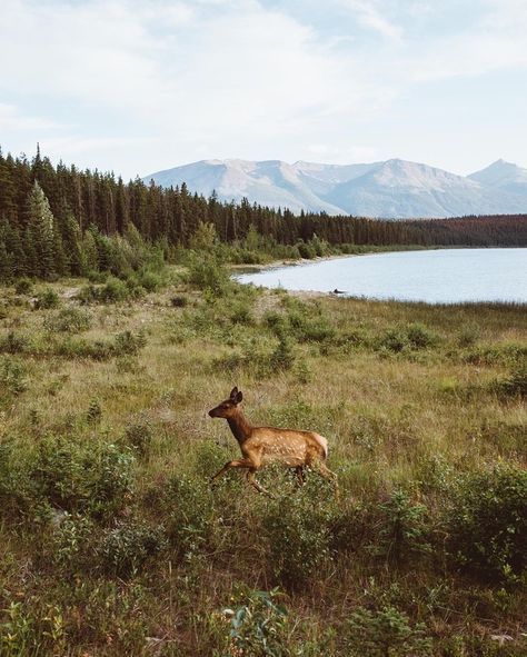 American Conservation Coalition tweet media