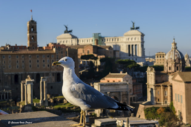 ElGuisanteVerde's tweet image. #Roma, con sus excesos extendió el Barroco y comenzó a crear fachadas curvas y teatrales interiores; 15 nuevos lugares para completar nuestra lista de 30 imprescindibles en la Ciudad Eterna. #Arte blgs.co/tS0g13