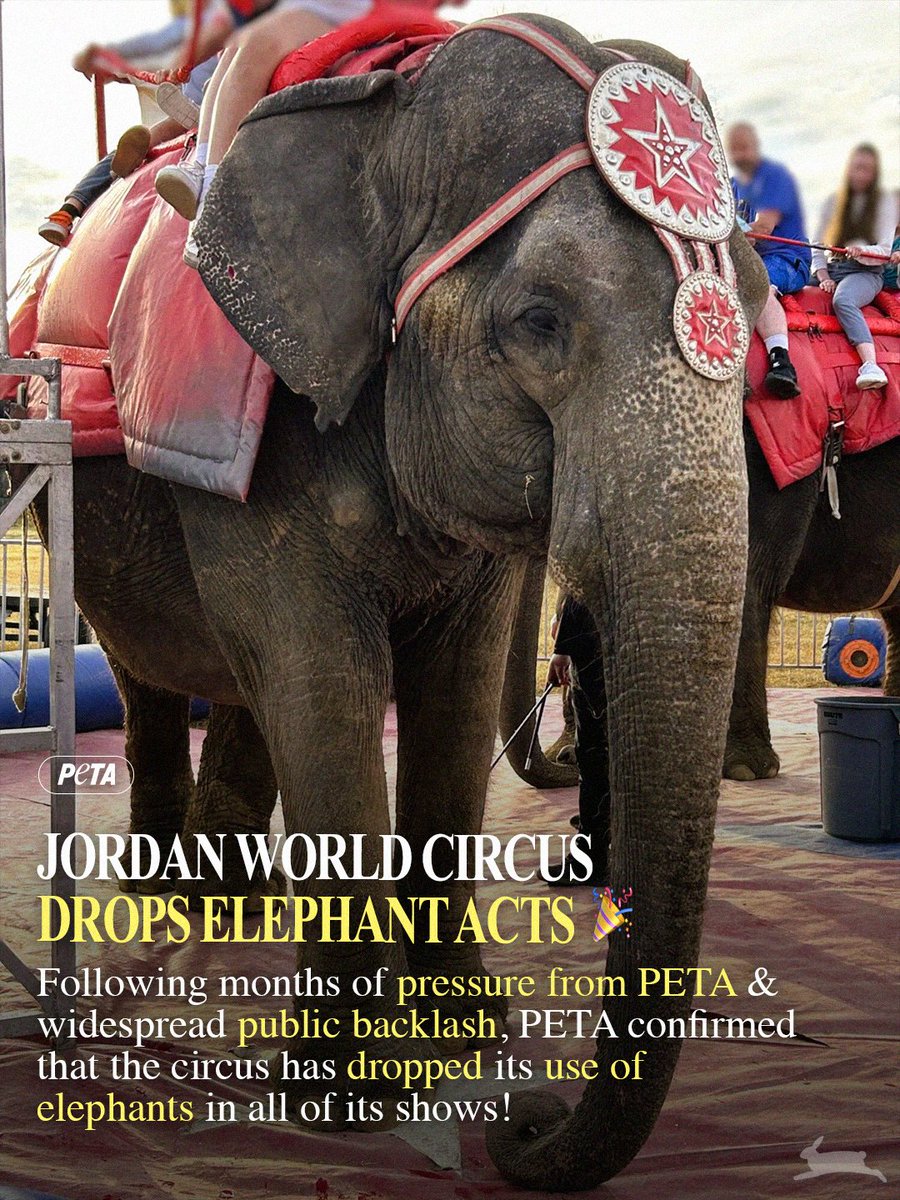 Huge news for elephants 🐘
 
After PETA pressure, over 600,000 emails from PETA members &amp; supporters, dozens of protests, &amp; complaints filed with the USDA, Jordan World Circus dropped its elephant shows!
 
This is a step forward, but now they need to be released to sanctuaries!