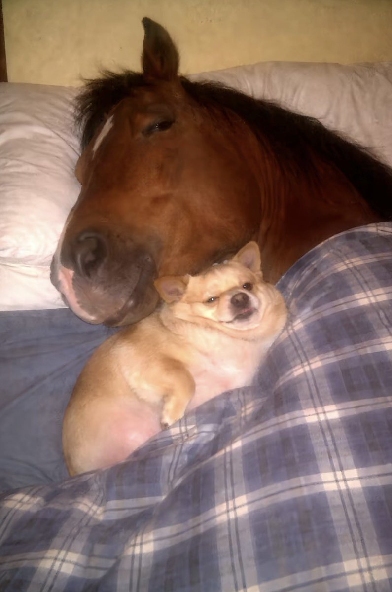 moontesdecoca's tweet photo. nos sacaron una foto a ada y a mi durmiendo https://t.co/UH2ogR59YS
