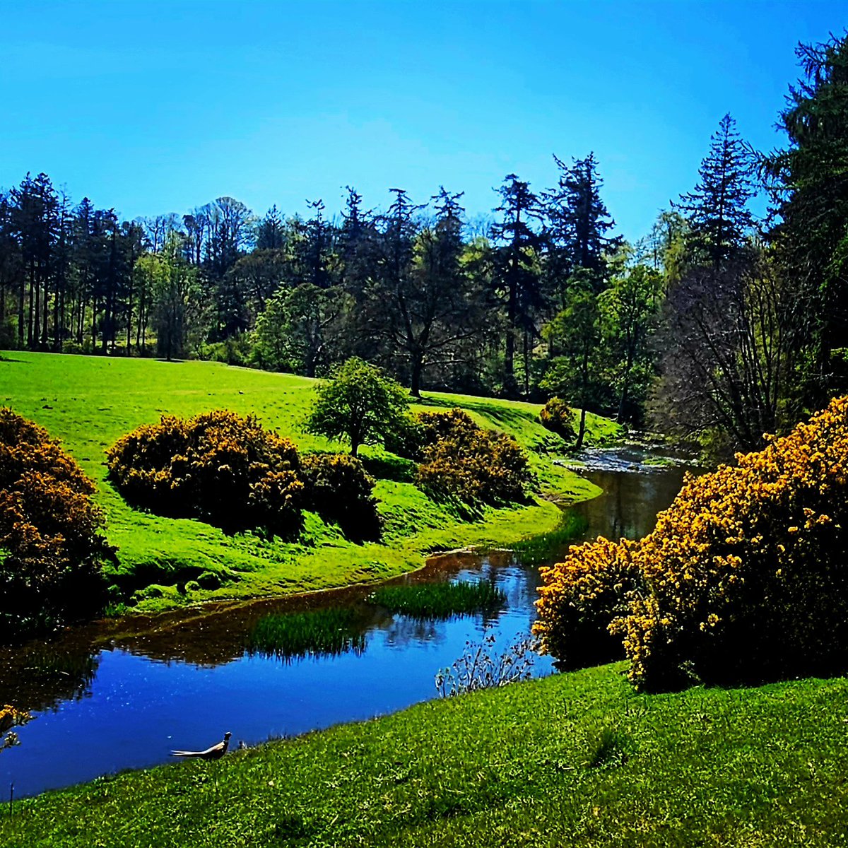 blonde_on_bikes's tweet image. A visit to Alnwick Market today and a 6.8 mile walk on the Hulne Park Estate  #northumberland #Alnwick #HulnePark