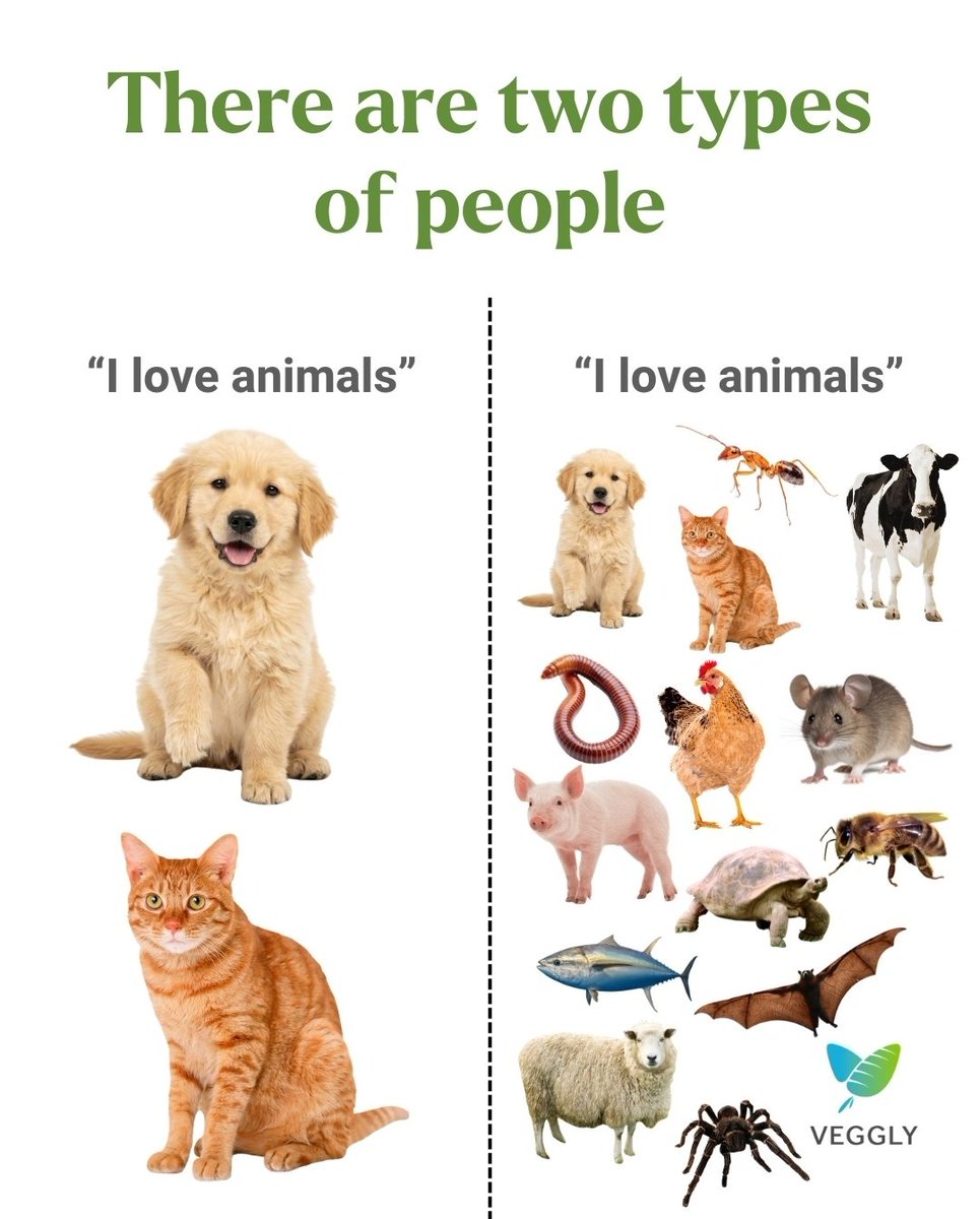 AppVeggly's tweet image. I'm type 2, what about you? 💚🌱
.
.
#GoVegan #Vegan #Veganism #Vegetarian #PlantBased #CrueltyFree #AnimalLover #AnimalRights #VeganLife #VeganLifestyle #VeganInspiration #VeganPower #VeganForTheAnimals #tbt #ThrowbackThursday