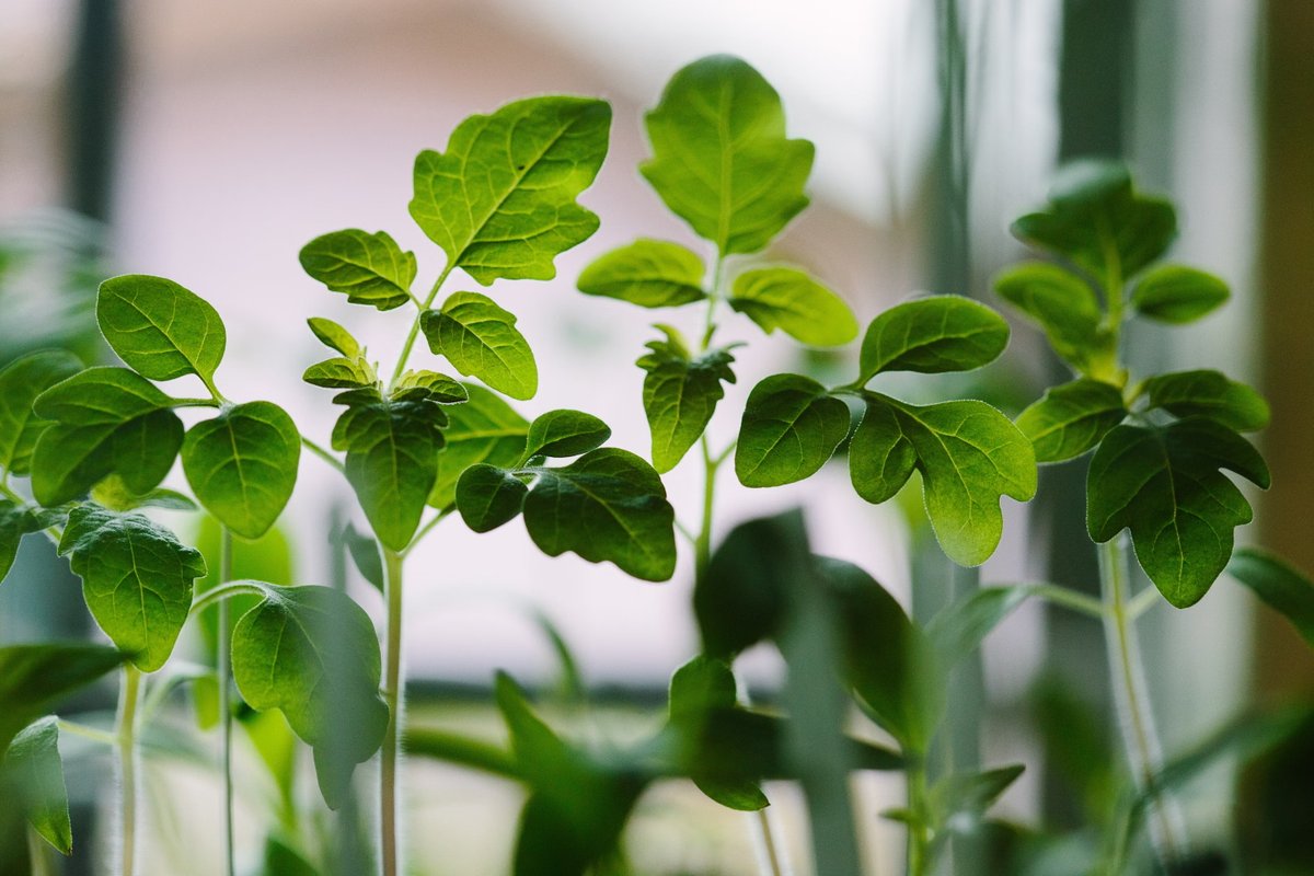 Plentifullyco's tweet image. Twin Cities neighbors already share produce, seeds, tools, and know-how. 

We’re building Plentifully to help more of that happen locally.

Read more: plentifully.co/blogs/how-plen…

#TwinCities #UrbanAgriculture #CommunityPower