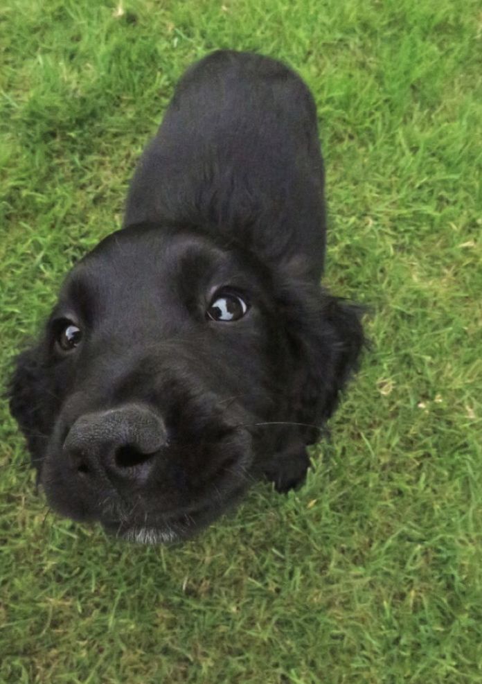 Doglover tweet media