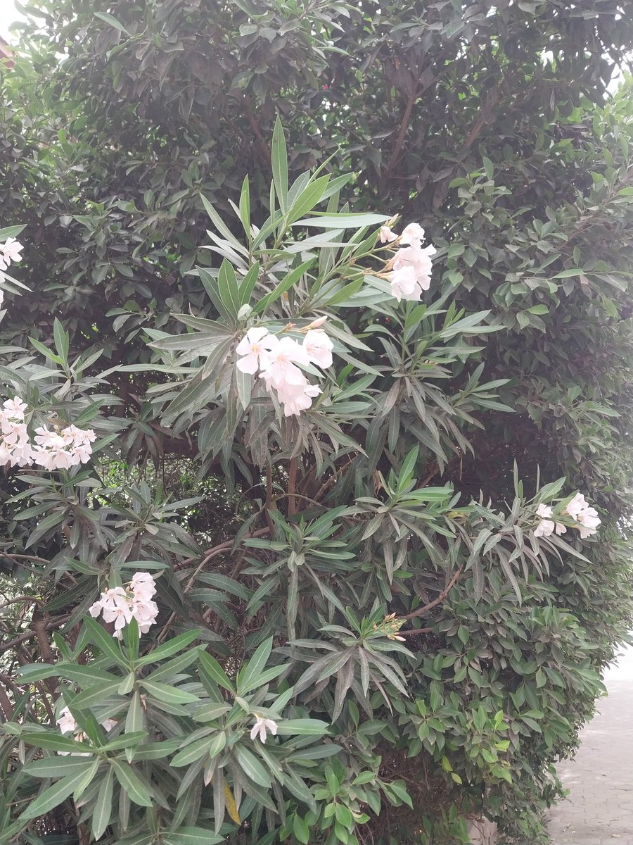 atef sabagh tweet media