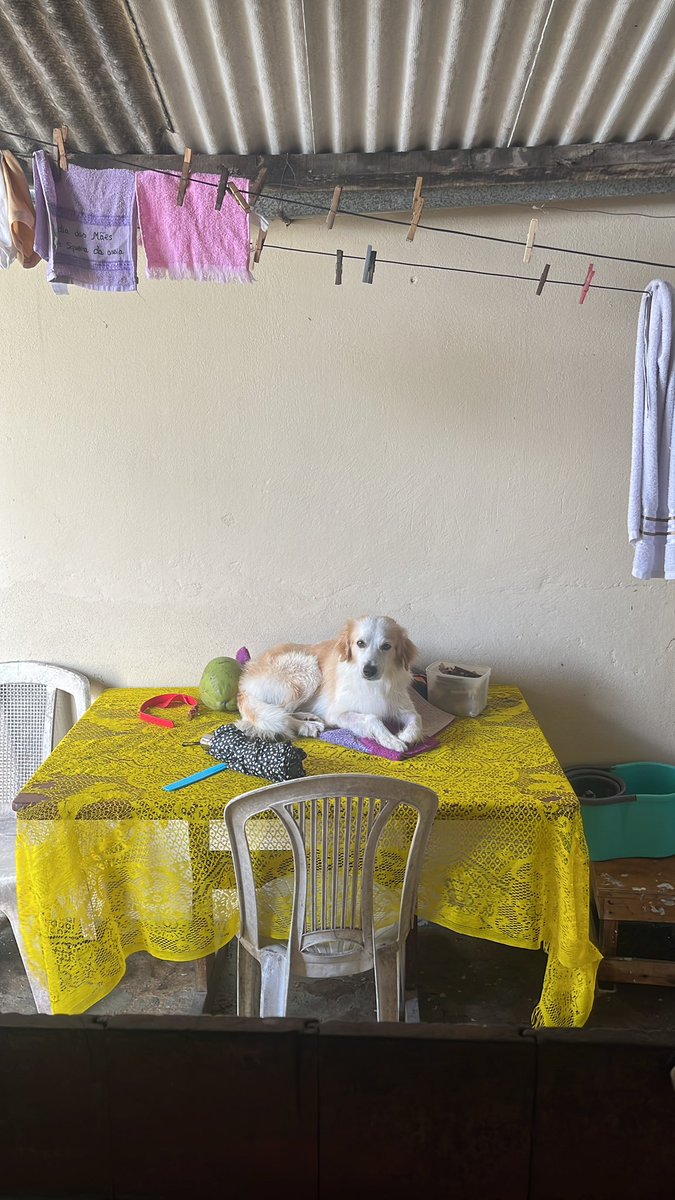 onça de surubim 🐆🌵 tweet media