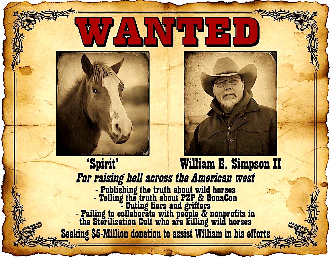 OfficialWHFB's tweet photo. Our Founder, William E. Simpson II is the leading wild horse researcher in America today, that is an empirical fact
William began living-among & studying a herd of wild horses in the wilderness mountains on the OR-CA border in 2014
In 2018, William began collaborating with people in Spain & Portugal & with ReWilding Europe
In 2019, ReWilding Europe's wildfire focused journal 'GrazeLIFE' used William's 5-Year Study as their inaugural article
Now we see news from Spain & Portugal about how William's rewilding plan is helping to reduce wildfires there
William is countering lies from the Bureau of Land Management (BLM) & people & nonprofits who are profiting off the plight of American Wild Horses! 
We are an IRS accredited 501-c-3 nonprofit org founded on William's saving & protecting an entire herd of 200 cultural heritage horses & pioneering the 'Goodall Method' of close observational 'study of wild horses' in the wilderness with this rare herd of horses
Now we are seeking a $5-Million donation to take William's research & knowledge to the next level & use it to truly SAVE the remaining American Wild Horses! 
 
PLEASE SHARE this so maybe we'll find a donor interested in Saving America's last wild horses
#WildHorses #wildhorseconservation #WildHorseResearch #WilliamESimpsonII #WildHorseExtinction #WildHorse @EquusOnlineUni  @EquusEngland  @EquusPress  @DonaldJTrumpJr  @realDonaldTrump  @Trump  @IvankaTrump  @MELANIATRUMP @EricTrump @EpochTimes @TrumpDailyPosts  @TrumpTruthOnX