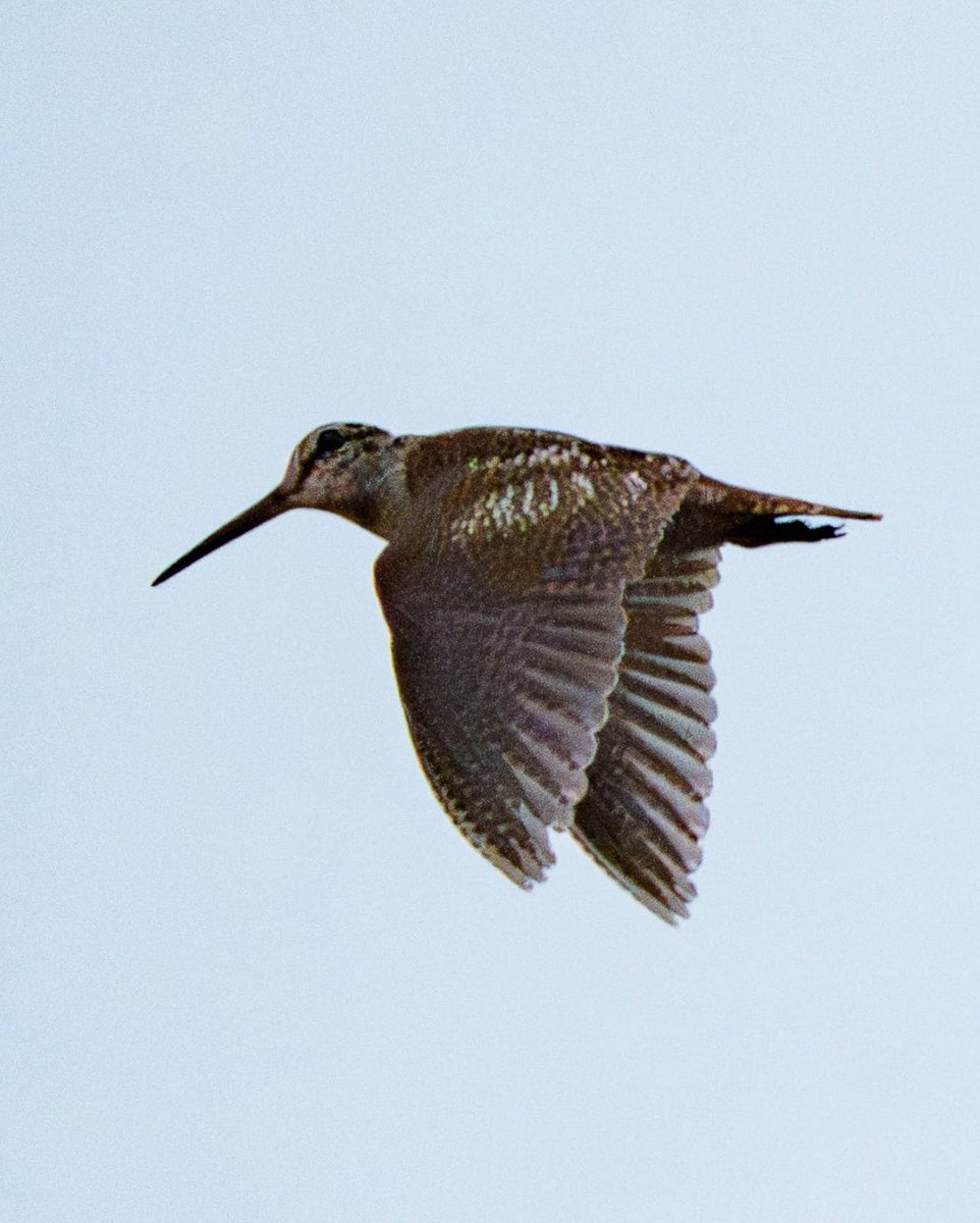 South Shields Birder North East Breeding Birds tweet media