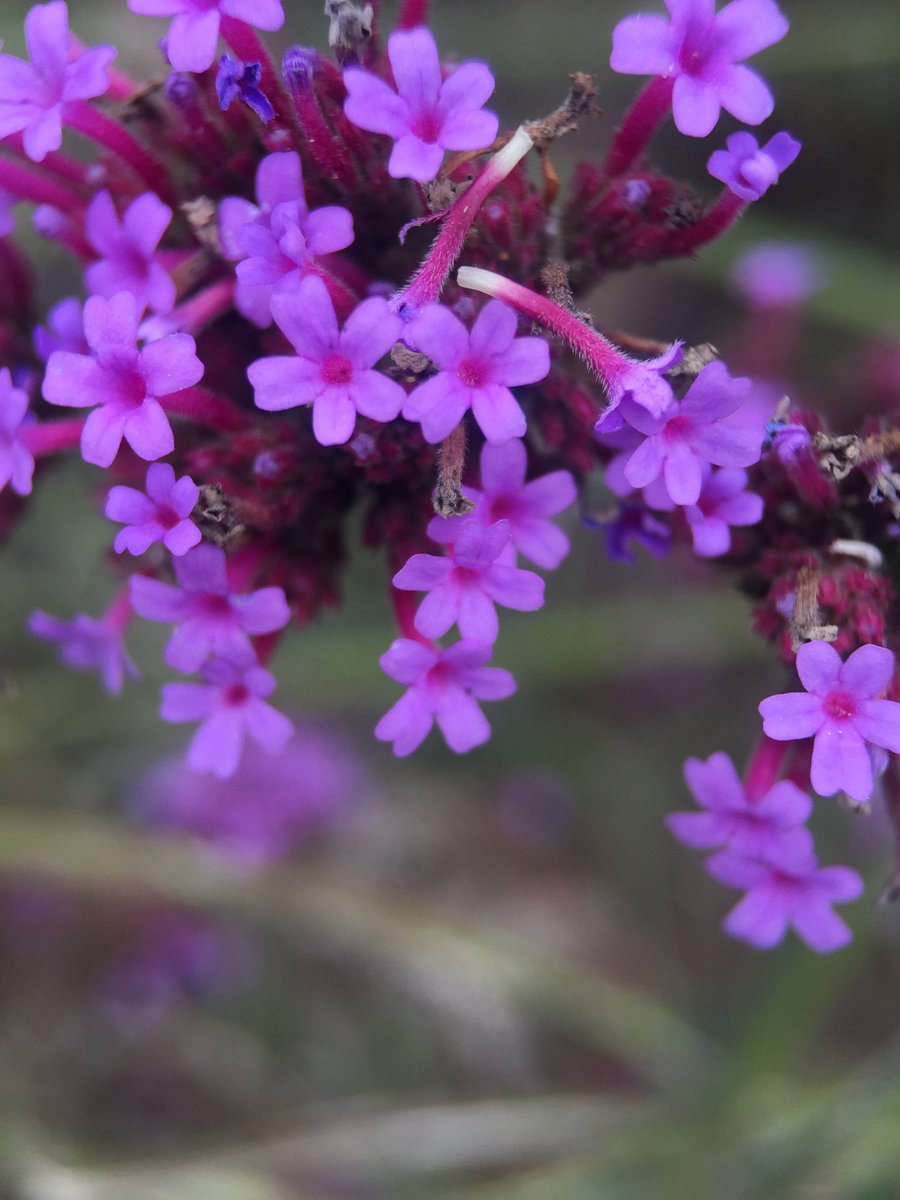 AmyDiane2112's tweet image. In and around East Tennessee #purple