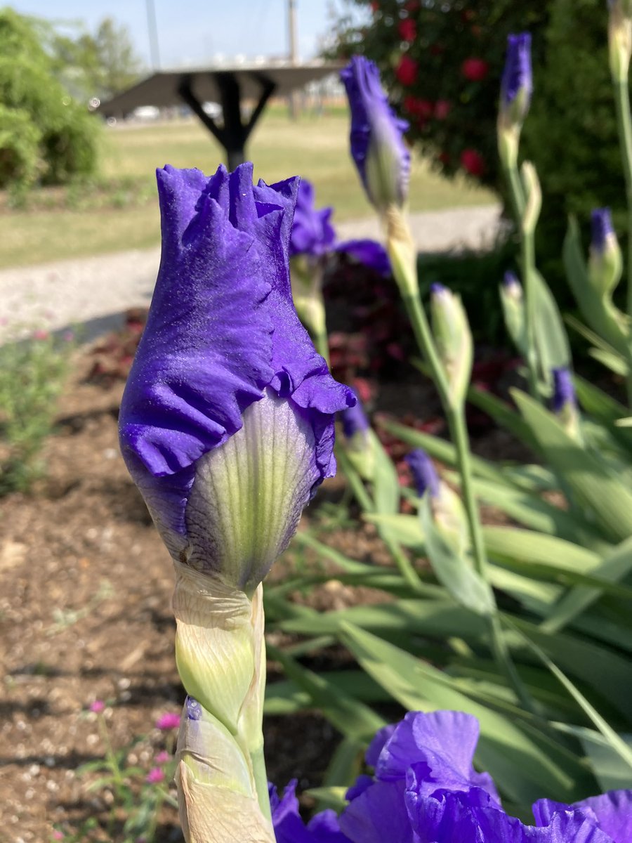 AmyDiane2112's tweet image. In and around East Tennessee #purple