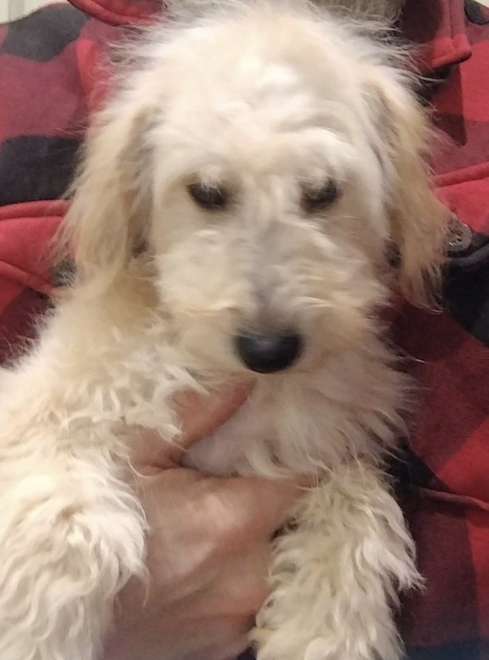 millypod1's tweet image. HONEY HOME SAFE. THANKS FOR RT's 😊🐾🐕

🆘28 APR 2026 #Lost Honey #ScanMe
YOUNG Poodle Miniature Female #PUPPY
Derwent Road #Ipswich #IP3County #Suffolk
Escape with her siblings at around 11:30, we managed to find the others, but Honey is still missing! doglost.co.uk/dog/203026