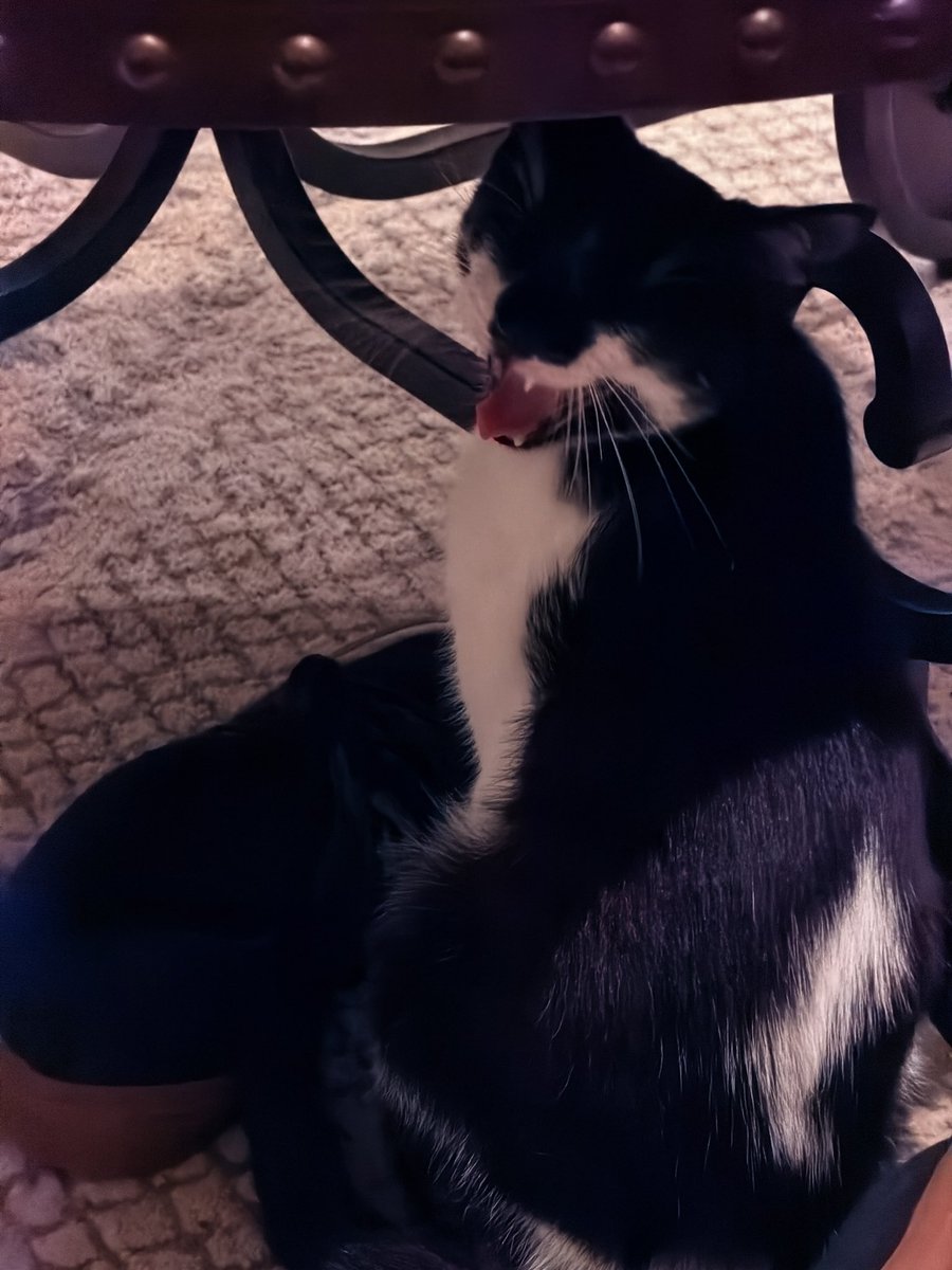 Miratried's tweet photo. pickle posting on main https://t.co/FZY1NJd76o