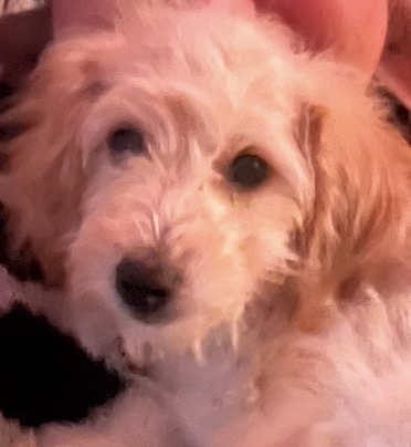 millypod1's tweet image. HONEY HOME SAFE. THANKS FOR RT's 😊🐾🐕

🆘28 APR 2026 #Lost Honey #ScanMe
YOUNG Poodle Miniature Female #PUPPY
Derwent Road #Ipswich #IP3County #Suffolk
Escape with her siblings at around 11:30, we managed to find the others, but Honey is still missing! doglost.co.uk/dog/203026