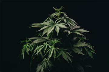 AllPennyStocks's tweet image. Canadian Cannabis Edibles Company Completes First Australian Export, Generating $350,000 in Revenue $HERB:CNX LUFFF #cannabis #hotstock #pennystock allpennystocks.com/specialReports…