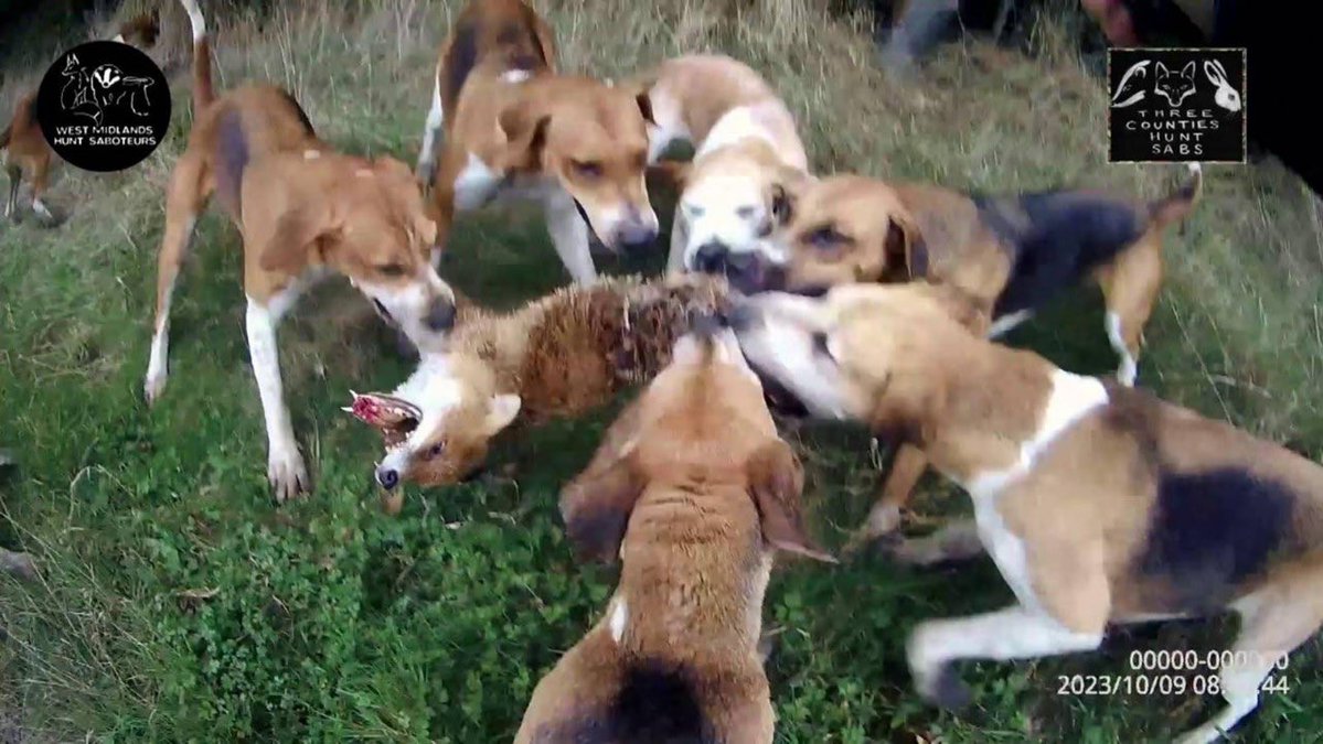 Doublebucket1's tweet image. Not a fan of any of them however…#animalcruelty People should be informed who they might be voting for … #tradition