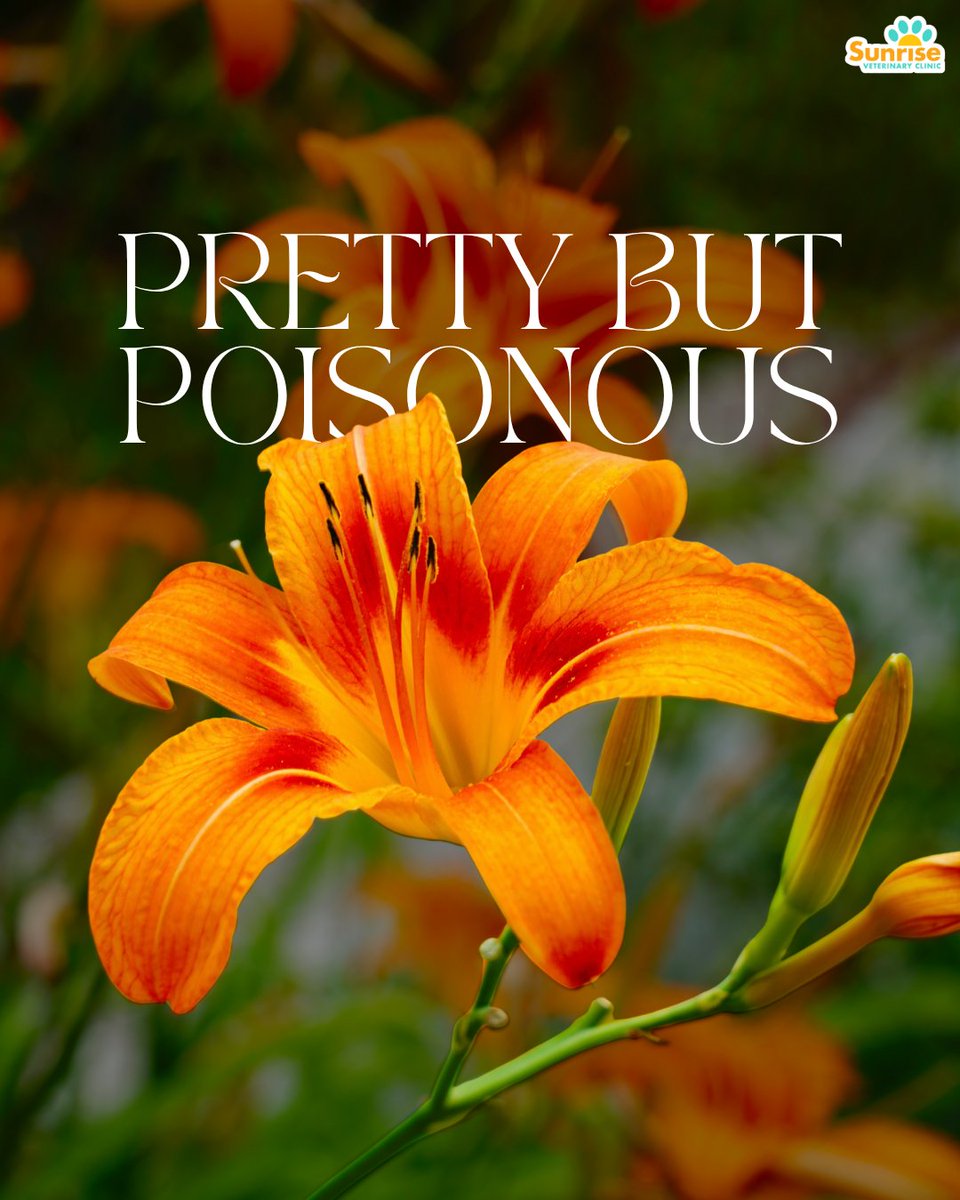 clinic_sunrise's tweet image. Some of the most beautiful flowers can be dangerous to pets 🌼⚠️ Lilies, tulips, daffodils, and more can cause serious illness if ingested. When in doubt, research plants before bringing them home. #ToxicPlants #PetSafety