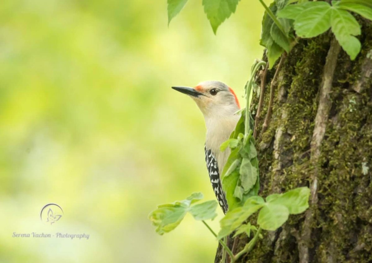 SerenaVachon's tweet image. A female red-bellied woodpecker looks around between pecks! #woodpecker #birds #birdphotography #birdsofX #NaturePhotography #nature #wildlife #wildlifephotography