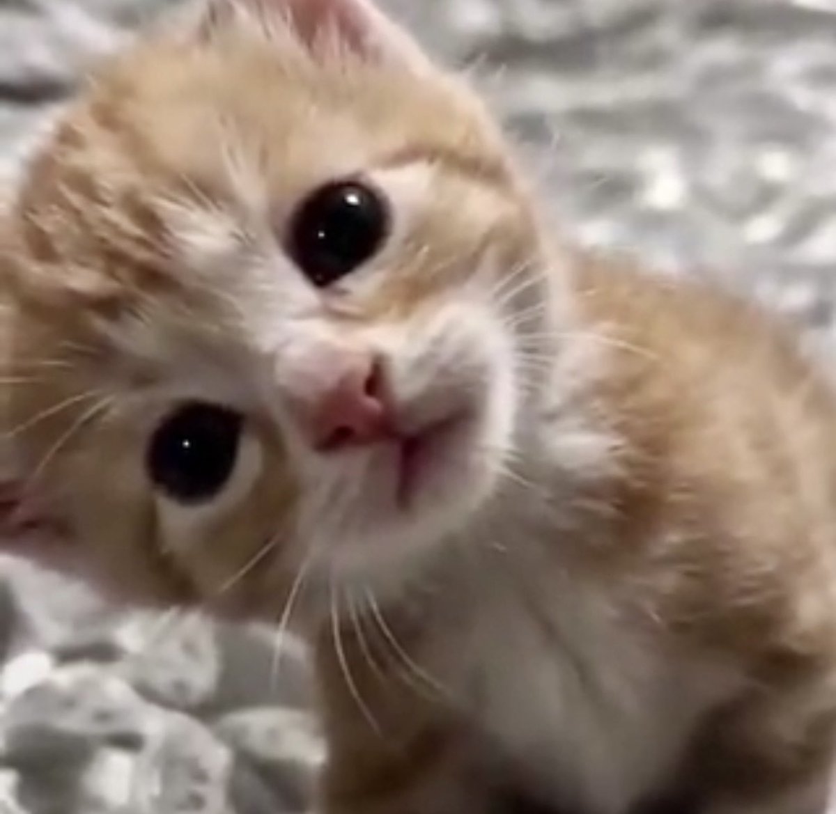 * 🐈 ♡ ♡