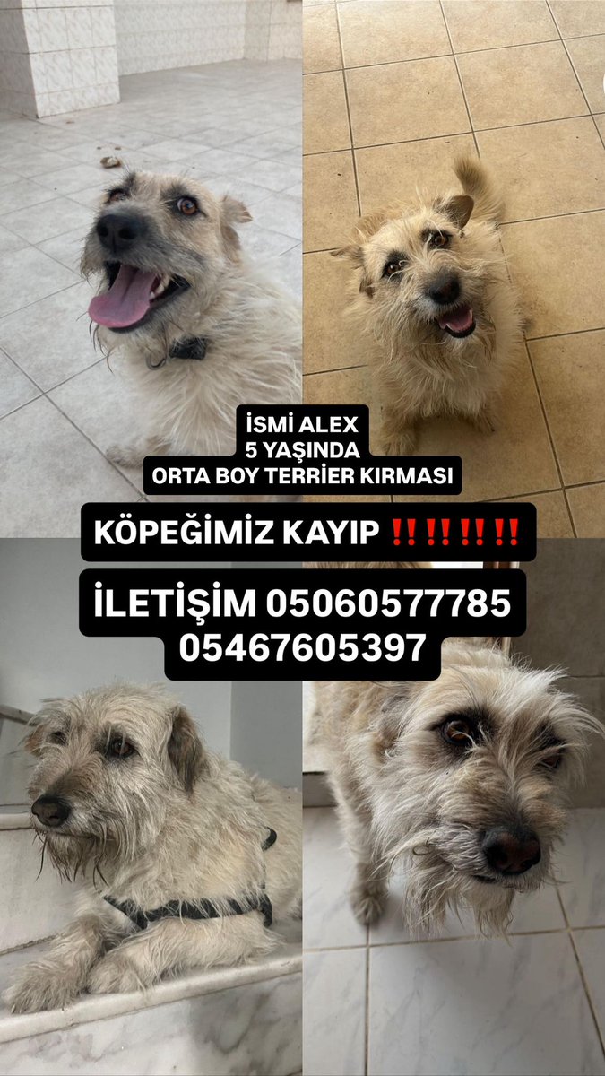 Sahipleri çok üzgün. Yayabilir miyiz arkadaşlar?
<a href="/masum_gozler/">Masum Gözler</a>