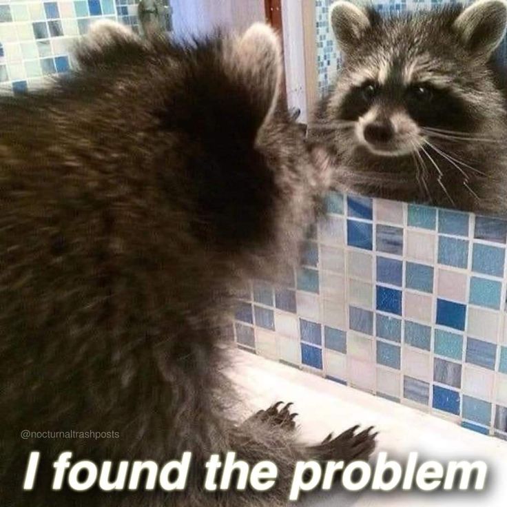 Why you should have a Raccoon tweet media