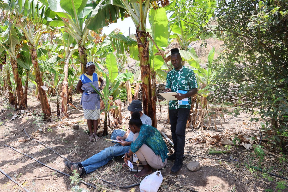FAOCaboVerde's tweet image. Measuring today to cultivate tomorrow! 🌿

The national implementation of #TAPE will support evidence-based decision-making regarding biodiversity &amp;amp; #climatechange in #CaboVerde. 🇨🇻 

Joining forces: @Gov_CaboVerde, #FAO, #EUCV &amp;amp; NGOs. 🌱

#Agroecology #FoodSecurity

#SDG2 #SDG15
